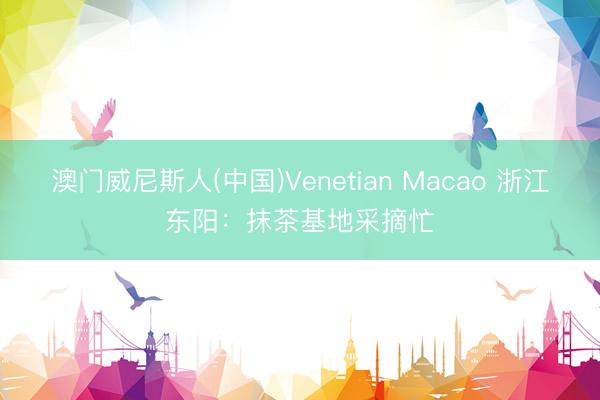 澳门威尼斯人(中国)Venetian Macao 浙江东阳：抹茶基地采摘忙
