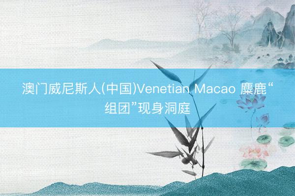 澳门威尼斯人(中国)Venetian Macao 麋鹿“组团”现身洞庭